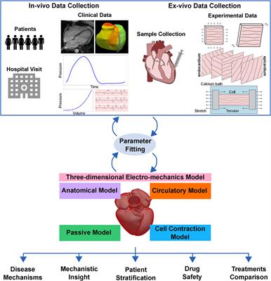 Advancing clinical translation of cardiac biomechanics models: a comprehensive review, applications and future pathways